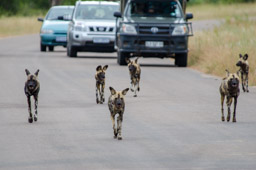 Wild Dog Pack, Kruger NP, South Africa