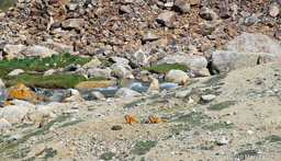 Marmots in the Langar Valley