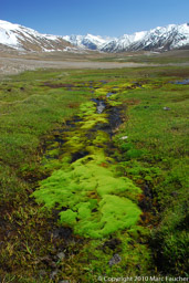 Moss in the Langar Valley