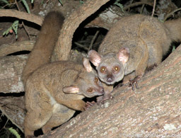 Greater Galagos