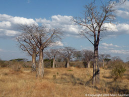 Ruaha Baobabs