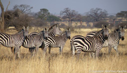 Camp zebras