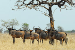 Blue Wildebeest in Selous Game Reserve