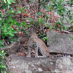 Leopard at Steigler Gorge