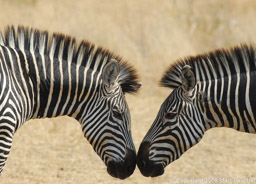 Nosing Zebras