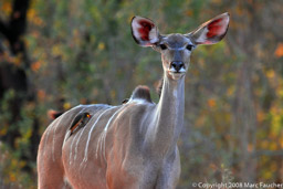 Female Greater Kudu