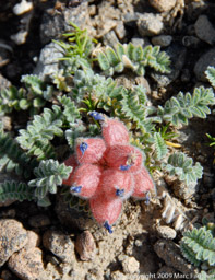 Ararat Wildflower