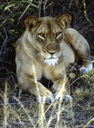 Lion at Queen Elizabeth NP