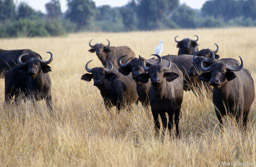 Buffalo herd