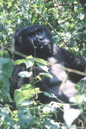 Male mountain gorilla