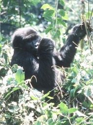 Female mountain gorilla