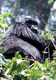 Female mountain gorilla