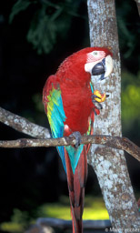 Red & Green Macaw @ Falcon's Crest