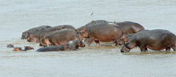 Luangwa River Hippos