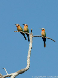 White-Fronted Bee-Eaters