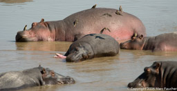 Hippos and Oxpeckers