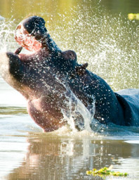 Splashing Hippo