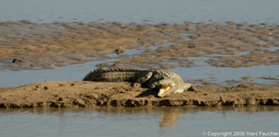Luangwa Crocodile