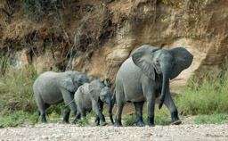 North Luangwa Elephants