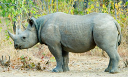 North Luangwa Black Rhino