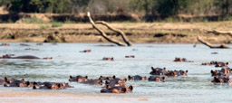 Hippos in North Luangwa