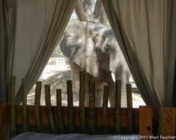 Elephant outside our tent window!
Ruckomechi Camp
Mana Pools National Park
Zimbabwe