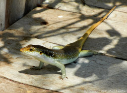 Lizard on our pool deck
Mbamba Room
Kaya Mawa
Likoma Island
Lake Malawi