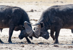 Dueling buffalo