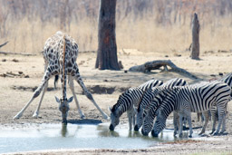 Giraffe and Zebra drinking at Broken Rifle Pan