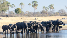Elephants drinking at Back Pans