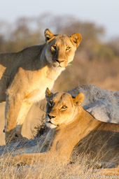 Lioness pair near Linkwasha Camp
