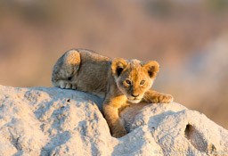 Lion cub near Linkwasha Camp
