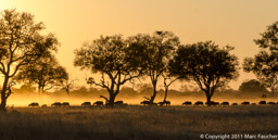 Buffalo at sunset, Makalolo Plains