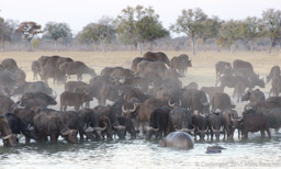 Buffalo & hippo, Makalolo Plains