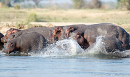 Zambezi hippos