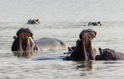 Mana Pool hippos