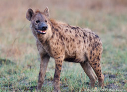Spotted hyena, Bangweulu Wetlands