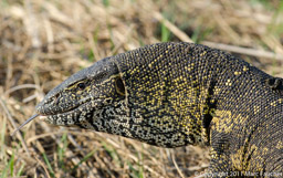Monitor lizard, Kafue National Park