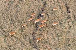 Red Lechwe from the hot air balloon