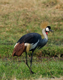 Crowned crane,  Kafue National Park