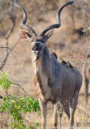 Male kudu, Kafue National Park