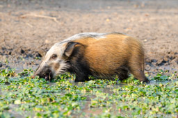 Bush Pig, Liwonde National Park