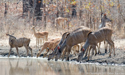 Kudu & impala, Liwonde National Park