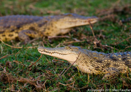 Shire River Crocodiles