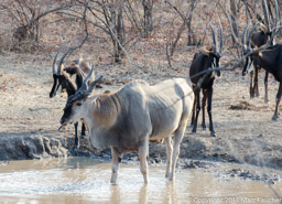 Eland bull, Liwonde National Park